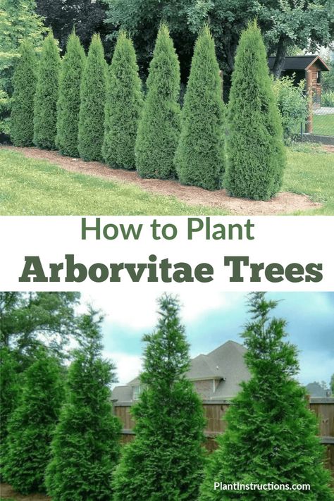 Emerald Arborvitae, Arborvitae Landscaping, Fast Growing Privacy Shrubs, Green Giant Arborvitae, Landscape Ideas Front Yard Curb Appeal, Giant Arborvitae, Arborvitae Tree, Emerald Green Arborvitae, Privacy Landscaping