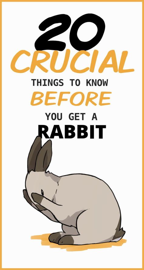 Rabbits are not beginner pets. They can be almost as much work to take care of as a typical dog. Before adopting a bunny, it’s important to learn about their many traits that can cause unique problems for any unsuspecting new rabbit caretaker. Rabbit Things, Adopt A Bunny, Bunny Care Tips, Rabbit Playpen, Rabbit Facts, Mini Lop Bunnies, Rabbit Behavior, Lop Bunnies, Holland Lop Bunnies