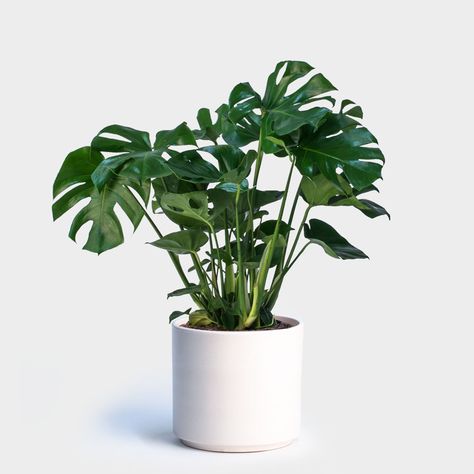 Monstera Deliciosa Care, Tanaman Indoor, Urban Landscape Design, Swiss Cheese Plant, Cheese Plant, Decoration Plante, Bathroom Plants, Bedroom Plants, Office Plants