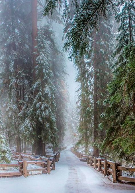 Looking to escape this winter? A remote cabin hideaway nestled in the mountains and woods could be just the destination you’re looking for! Winters Tafereel, Sequoia Tree, Matka Natura, Winter Love, Winter Scenery, Winter Beauty, Snow Scenes, Winter Forest, Winter Pictures