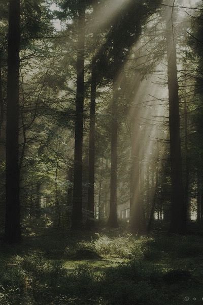 숲 사진, Grafika Vintage, Dark Naturalism, Dark Forest Aesthetic, Forest Core, Dark Green Aesthetic, Dark Nature Aesthetic, Images Esthétiques, Alam Semula Jadi