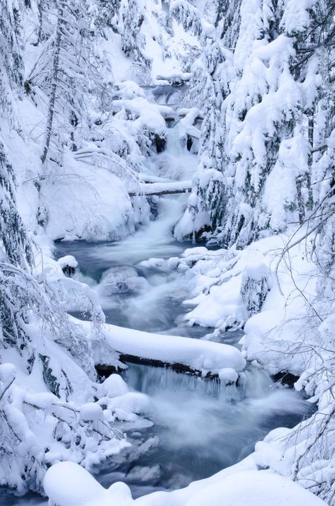 Bonito, Snow On Mountains, Snow Places, Oregon Snow, Winter Snow Photography, Snow Shoeing, Snow Trails, Oregon Winter, Cold Places