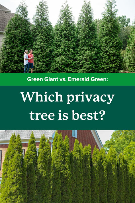 Thuja Green Giants and Emerald Green Arborvitaes are two of the most popular privacy trees. See how they stack up, and find the one that is right for you. 🌲   #Landscaping #EvergreenTrees #PrivacyHedge #PrivacyFence Emerald Green Arborvitae Landscaping, Emerald Arborvitae, Arborvitae Landscaping, Green Giant Arborvitae, Thuja Green Giant, Shrubs For Privacy, Arborvitae Tree, Emerald Green Arborvitae, Leyland Cypress