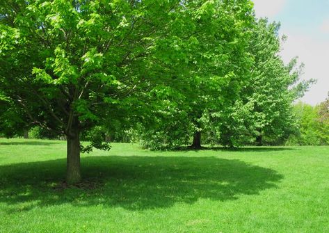 You have many options when choosing fast-growing trees that provide cooling shade for your yard yet won't damage your hardscape with invasive roots or weak branches. Nature, Best Shade Trees, Fast Growing Shade Trees, Trees For Front Yard, Backyard Trees, Backyard Shade, Diy Shades, Fast Growing Trees, Backyard Sheds