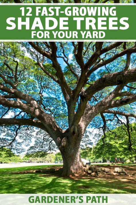 Best Backyard Trees, Trees For Backyard, Best Shade Trees, Fast Growing Shade Trees, Shadow Tree, Trees For Front Yard, Fast Growing Evergreens, Backyard Trees, Landscaping Trees