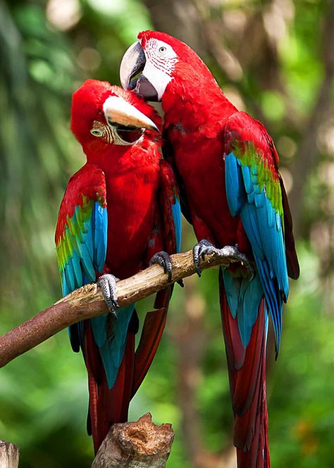 Do scarlet macaws mate for life?  #birds #birding #beautifulnature  #scarletmacaws #mateforlife #facts Pet Birds Parrots, Scarlet Macaw, Parrots Art, Most Beautiful Birds, Animale Rare, Airbrush Art, Nature Birds, Tropical Birds, Exotic Birds