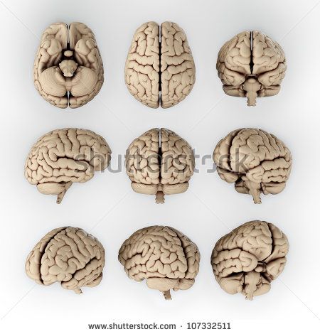 Image result for brain angle view 2024 Illustration, Brain Pictures, Posters Illustration, Brain Drawing, Brain Tattoo, Brain Illustration, مشروعات العلوم, Brain Images, Brain Anatomy