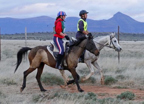 A Simple Method of Conditioning the Endurance Horse Francois & Laura Seegers, Perseverance Arabian and Endurance Horses We are frequently asked by people who are interested in taking up enduran… Endurance Horse, Endurance Riding, Buy A Horse, Horse Clipping, Equestrian Helmets, Equestrian Helmet, Endurance Training, Riding Lessons, Horse Training