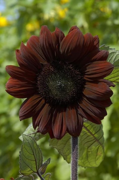 Helianthus annuus, 'Claret', F1 Hybrid Seeds £2.85 from Chiltern Seeds Replant, Cold Frames, Dark Sunflower, Chocolate Sunflower, Dianthus Barbatus, Helianthus Annuus, Seed Catalogs, Attracting Bees, Pepper Seeds