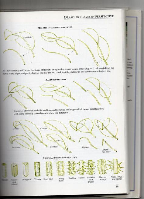 How to draw leaves - Album on Imgur Draw Leaves, Botanical Line Drawing, Flower Drawing Tutorials, Flower Art Drawing, Leaf Drawing, Floral Drawing, Plant Drawing, Nature Drawing, Art Instructions