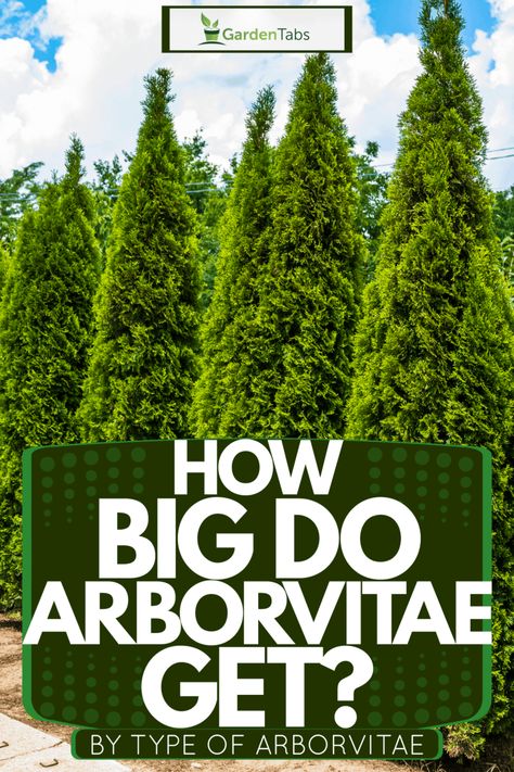 Arborvitae Fence, Shrubs For Shaded Areas, Shrubs In Pots, Shrub Trees, Flower Shrubs, Emerald Arborvitae, Arborvitae Landscaping, Evergreen Trees For Privacy, Shrubs For Shade