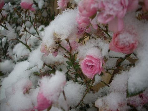 Pink Christmas, Winter Schnee, Winter Princess, Snow Princess, Snow Angel, Winter Fairy, Snow Angels, Winter Aesthetic, Flower Aesthetic