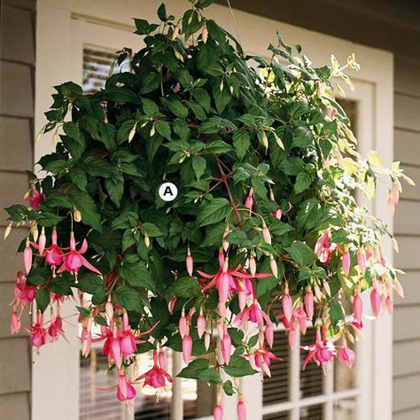 With their gorgeous shape and graceful hanging blooms, it's no wonder fuchsias are favorites for cool, shady spots. They're unmatched for their elegance. Fuchsias offer a great bonus, too: Hummingbirds love them. A. Fuchsia 'Diva Bridal Pink' -- 3/ Fuchsia Plant, Hanging Plants Outdoor, Flowers Hanging, Plants For Hanging Baskets, Planting Ideas, Hanging Flower Baskets, Flower Nursery, Unique Garden, Planter Ideas