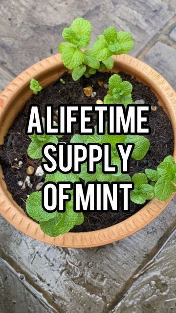 Martha 🏳️‍🌈 |📍London on Instagram: "An update on my supermarket mint. This is perhaps the easiest way to start growing edible plants. A lifetime supply of mint from a single packet. Easy to refresh and get growing again and will come back year after year. #gardeningforbeginners #growfood #mint" Mint Seeds, Mint Garden, Growing Mint, Herb Gardens, Mint Plants, Victory Garden, Plant Hacks, Garlic Bulb, Unique Garden