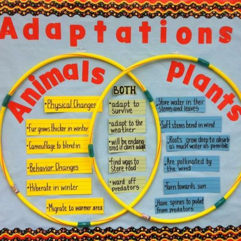 Use a Venn Diagram to demonstrate animal and plant adaptations. Plant Adaptations, Science Bulletin Boards, Integrated Curriculum, Science Anchor Charts, Science Labs, Stem Resources, 7th Grade Science, Animal Adaptations, 1st Grade Science