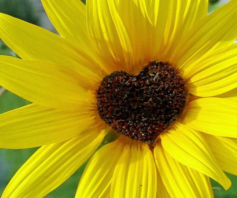 Heart In Nature, Sunflowers And Daisies, Sunflower Hearts, I Love Heart, Heart Images, Beating Heart, Happy Heart, With All My Heart, Jolie Photo