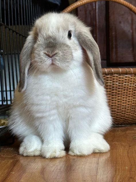 European Teddywidder Bunny, Holland Lop Bunnies Aesthetic, Bunny Pet Aesthetic, Grey Holland Lop Bunny, Holland Bunnies, Mini Holland Lop Bunnies, Bunny Cutest Aesthetic, Holland Lops Bunnies, Cute Bunnies Aesthetic