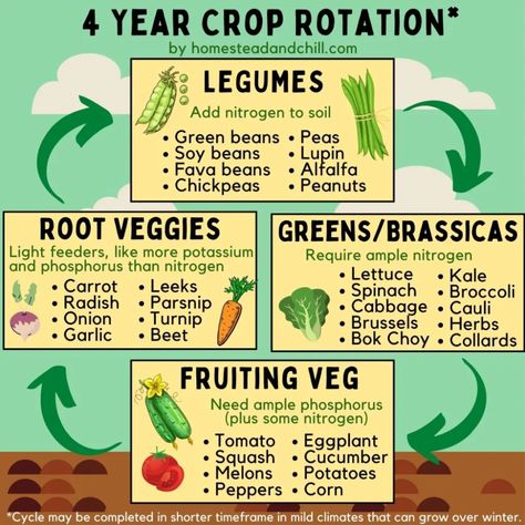 Plants Fruits And Vegetables, Homestead On 2 Acres, Home Steading Farms, Vegetable Garden Hacks, Crop Rotation Charts, How To Homestead, Homestead Defense, Home Steading Ideas, Garden Crop Rotation