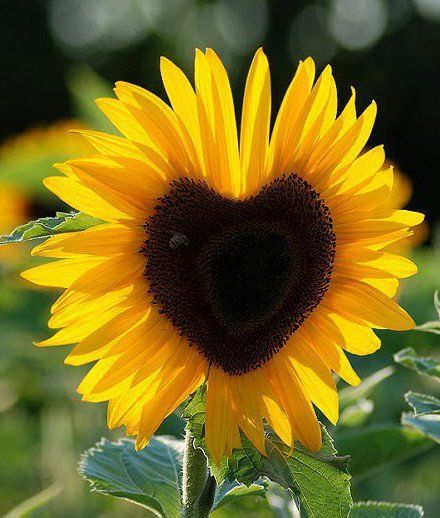 Heart In Nature, Sunflowers And Daisies, Sunflower Hearts, Matka Natura, Bonsai Flower, Sunflower Pictures, Sunflower Wallpaper, Yellow Sunflower, Sunflower Seeds