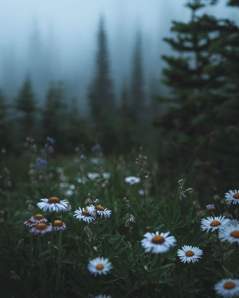 Dark Forest Aesthetic, Forest Core, Dark Nature Aesthetic, Foggy Forest, Dark Flowers, Spring Mood, Forest Flowers, Spring Aesthetic, Pine Trees