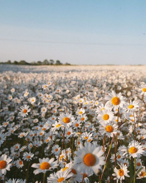 Hannah | This time last year, I will find another field of Daisies again this year because my goodness they’re pretty 😍 | Instagram Nature, Daisy Pictures Flower, Wild Flower Field Aesthetic, Addy Core, Kaitlyn Core, Daisies Aesthetic, Flower Feild, Sabrina Carpenter Album, Field Of Daisies