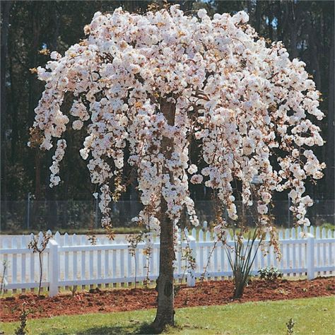 Small Weeping Trees, Weeping Mulberry Tree, Weeping Trees, Weeping Cherry Tree, Weeping Cherry, Trees For Front Yard, Landscaping Trees, Front Landscaping, Ornamental Trees