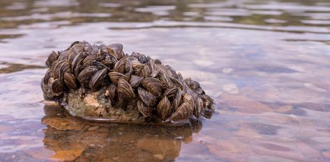 Fish, Ocean Habitat, Rochester Institute Of Technology, Mangrove Forest, Marine Ecosystem, Invasive Plants, Lion Fish, Invasive Species, New Environment