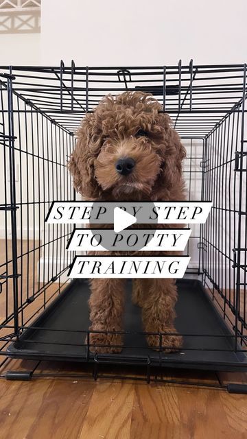 Potty Training A Puppy, Diy Puppy Playpen Indoor, Potty Training Puppy Schedule, Puppy Potty Training In 3 Days, Puppy Organization Ideas, Puppy Areas In Home, Indoor Puppy Pen Ideas, How To Crate Train A Puppy, Puppy Set Up Ideas In Bedroom