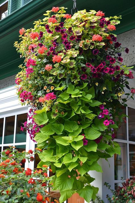 How to plant beautiful hanging baskets that last for months. Choose the best plants from these 15 designer plant lists for hanging flower baskets in sun or shade, plus easy care tips on soil, water and fertilizer for a healthy hanging basket! Peace Wallpaper, Backyard Fence Decor, Small Yard Landscaping, Plants For Hanging Baskets, Hanging Flower Baskets, Container Gardening Flowers, Patio Plants, Pretty Gardens, Baby Shower Decor