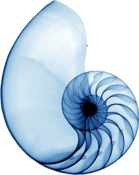 Xray Art, Shell Tattoos, Geometry In Nature, Spiral Shell, Nautilus Shell, Nautilus, Patterns In Nature, X Ray, Art Plastique