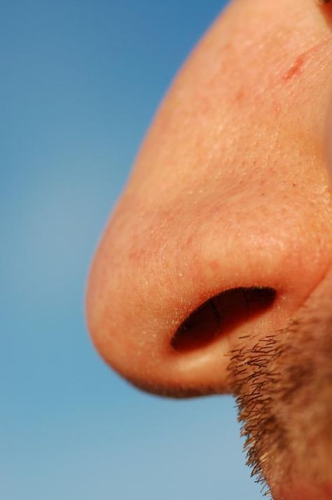 nose Nose Study Reference, Bod References, Nose References, Anatomy Photography, Nose Study, Nose Reference, Human Nose, Human Drawing Reference, Parts Of The Nose