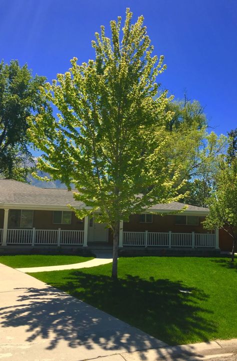 Shade Master Honey Locust Tree, Apollo Maple Tree, Best Trees To Line A Driveway, Medium Sized Trees Front Yards, California Trees Landscaping, Canopy Trees Backyards, Backyard Tree Placement, Low Maintenance Trees Backyards, Fast Growing Shade Trees Backyards