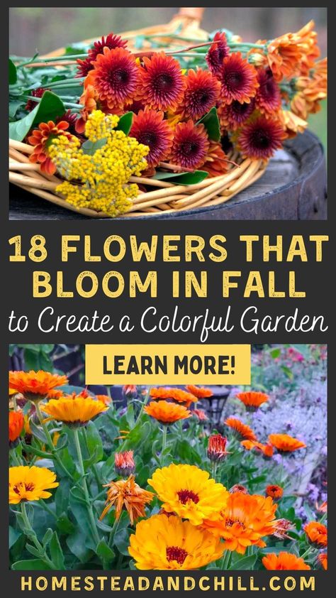 What Flowers Bloom In Fall, Fall Bulbs To Plant, Garden In Fall, Bulbs To Plant In Fall Zone 4, Flowers To Grow In Fall, Perennial Fall Flowers, Fall Flowers To Plant In September, Flowers To Plant In October, Types Of Fall Flowers