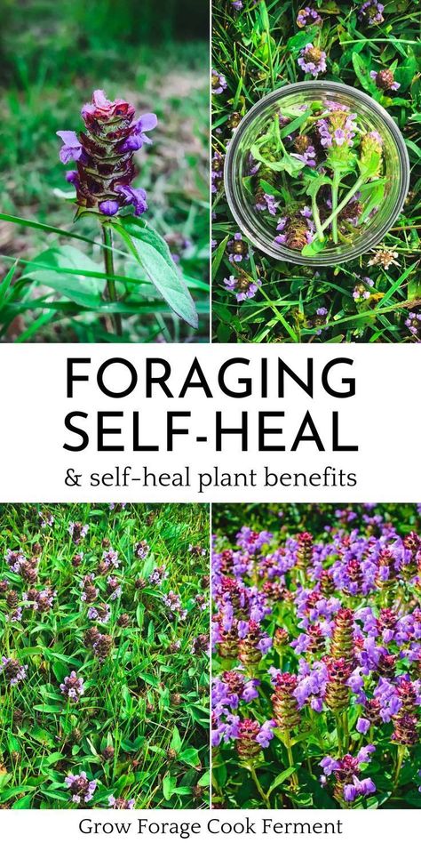 Jul 22, 2022 - Self-heal is a common herb, a highly nutritious edible plant, and a medicinal powerhouse that is also known as heal-all or woundwort. Foraging For Beginners, Plant Uses, Medicinal Wild Plants, Food Foraging, Wild Foraging, Herbal Medicine Recipes, Wild Food Foraging, Herbal Remedies Recipes, Medicinal Herbs Garden