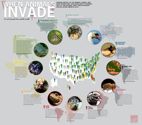 "America is facing an animal invasion on multiple fronts. These invaders aren’t looking to start a war—only to make a home. But however benign their intentions might be, invasive species unfortunately pose threats to native species, and upset the balance of native ecosystems. Some are relatively new arrivals; others have been fortifying their position for more than a century." Ap Biology, Asian Tigers, Science Festival, Keystone Species, Emergency Response Team, Nature Education, Summer Science, Biology Labs, Mute Swan