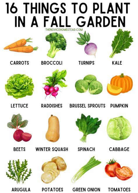 Fall Vegetables To Plant, Landscaping Small Backyard, Vegetables To Plant, Fall Veggies, Small Backyard Design Ideas, When To Plant Vegetables, Fall Container Gardens, Winter Vegetables Gardening, Backyard Design Ideas