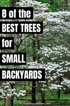 Trees In Small Backyard, Small Backyard Shade Ideas, Trees For Shaded Areas, Landscaping Around Patio Ideas, Shade Trees For Backyard, Landscape Trees Front Yard, Small Private Backyard, Landscaping Trees Near House, Small Backyard Trees