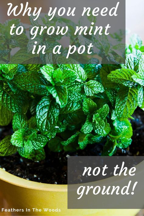 mint plant growing in a pot Nature, Chocolate Mint Plant, Mint Plant Care, How To Grow Mint, Potting Ideas, Preserve Fresh Herbs, Grow Mint, Garden Homestead, Easy Herbs To Grow