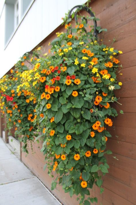 Plants In Hanging Baskets, Hanging Plants In Garden, Potato Vine Hanging Basket, Trailing Plants For Hanging Baskets, Outdoor Hanging Flower Baskets, Hanging Basket Outdoor, Hanging Flowers From Trees, Hanging Basket Plants Outdoor, Hanging Planters Front Porch