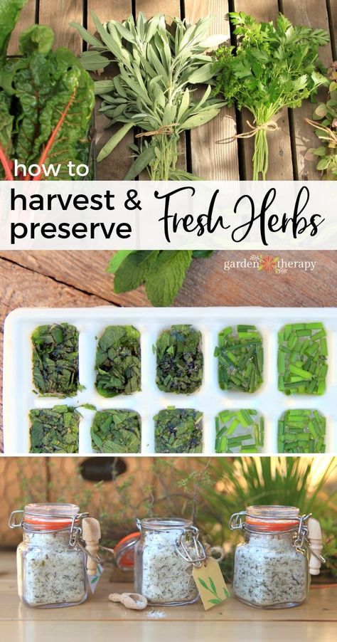 How to Harvest and Preserve Fresh Herbs - Garden Therapy Herb Recipes, Herb Garden Design, Preserve Fresh Herbs, Preserving Herbs, Harvesting Herbs, Types Of Herbs, Decoration Plante, Healing Herbs, Growing Herbs