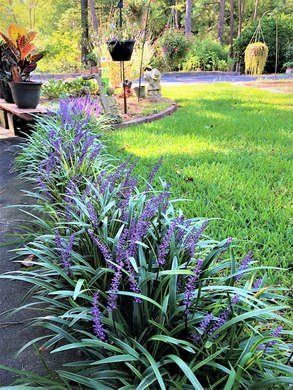 Monkey grass easy care plant Liriope And Hostas, Garage Landscaping, Reka Bentuk Landskap, Boxwood Landscaping, Taman Diy, Cozy Garden, Garden Border, Border Ideas, Desain Lanskap