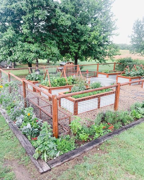 Permaculture, Small Fenced Vegetable Garden, Raised Gardening Beds, How To Build Garden Fence, Gravel Raised Bed Garden, Fenced Garden Layout, Fenced In Vegetable Garden, Raised Beds Ideas, Raised Bed Gardens With Fence