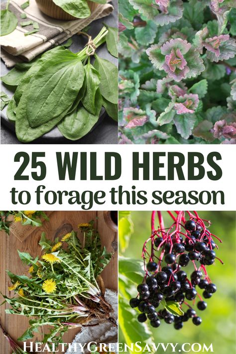 Foraging Guide, Medicinal Wild Plants, Medicinal Weeds, Medicine Garden, Wild Foraging, Wild Food Foraging, Wild Herbs, Medicinal Herbs Garden, Edible Wild Plants