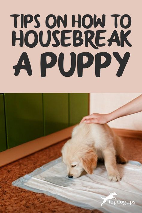 It seems like no matter how hard you try to stick to a schedule, your dog will still pee on the floor a few times a day when you're potty training a puppy. Dog Training, Dog Pee, Pet Owner, Take Time, Little Dogs, Pet Owners, The House, I Love, Pet