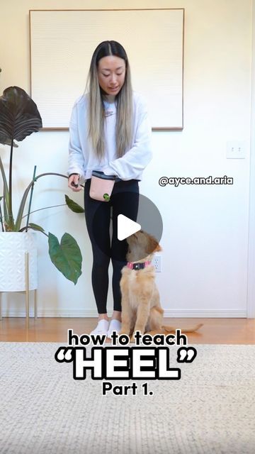 ayce the aussie & aria the golden gal 🐾 on Instagram: "HOW TO TEACH “HEEL” (PART 1) 

This is the foundation to learning a proper leash walk and also a basic command for your dog to know in case you ever need to call them by your side for safety reasons. Learning how to get your dog to walk beside you takes multiple steps, and getting the initial “heel” position correct is very important so I decided to split up the video! Stay tuned for part 2 very soon 🤗

Follow @ayce.and.aria for more training tips and videos!
.
.
.
.
#dogtraining #dogtrainer #clickertraining #smartdog #dogtricks #cutedogs #dogsofinstagram #dogsofinsta #puppytraining #puppytricks #puppytrainingtips #dogsafety #goldenretriever #goldenretrieversofinstagram #goldenretrieverpuppy 
#newpuppy" Leash Training Puppy, Dog Beds Homemade, Puppy Time, Dog Commands, Service Dog Training, Leash Training, Dog Training Videos, Puppy Training Tips, Dog Safety