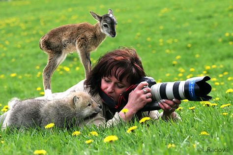 20+ Reasons Why Being A Nature Photographer Is The Best Job In The World Cutest Animals, Photo Animaliere, Baby Wolf, Cute Camera, Wildlife Artists, Baby Deer, Amazing Animals, Funny Animal Memes, Nature Photographs