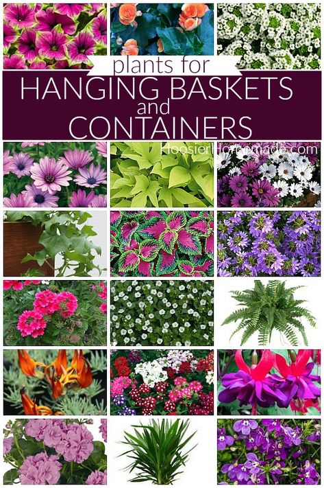 Large Scale Landscaping, Porch Ferns Hanging Baskets, Hanging Outdoor Plants Patio, Hanging Basket Flower Ideas, Begonia Hanging Basket Ideas, Petunia Hanging Basket Diy, Planting In Containers Outdoor, Flowers That Hang Down, Hanging Potted Plants Outdoors