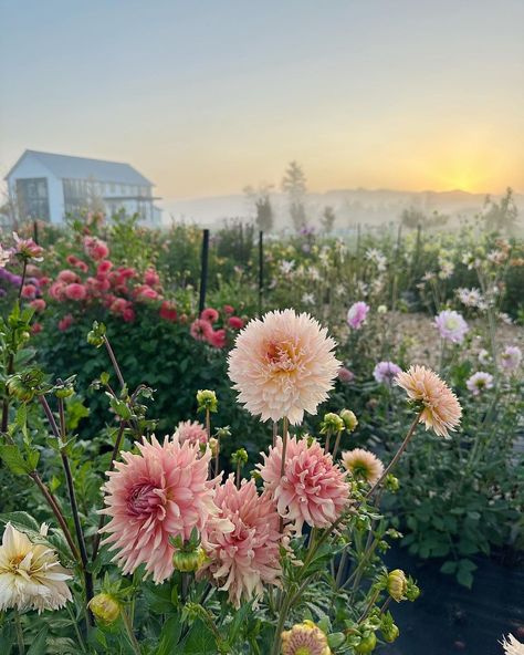 Stephanie Ware (@stephware) • Instagram photos and videos Stephanie Aesthetic, September Aesthetic, Teacup Flowers, Country Aesthetic, Mt Vernon, Early Bird, Country Cottage, Dahlia, Mood Board