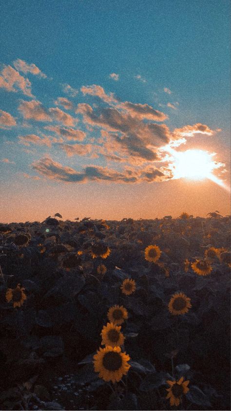 Eleanor + Core + Aesthetic, Vintage Sunflower Aesthetic Wallpaper, Riley + Core + Aesthetic, Elliecore Aesthetic, Elizabeth + Core + Aesthetic, Sunflower Aesthetic, Sunflower Sunset, Summer Sunflower, Sunflower Photo