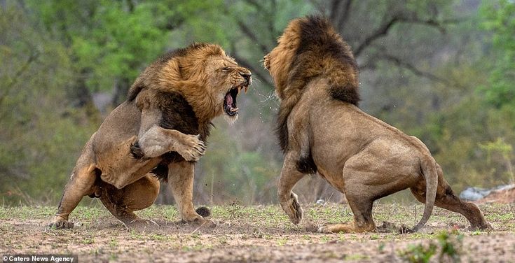 Ms Wessels said she had wanted to see two males lions fight and was 'extremely lucky to ha... Lion Running, Animals In Action, Dogs Instagram, Australia Photography, Lions Photos, Lion Photography, Cat Reference, Lion Images, Animal Study